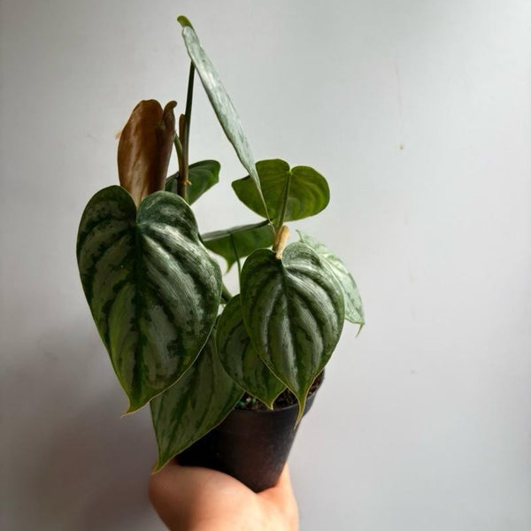 Philodendron Brandi