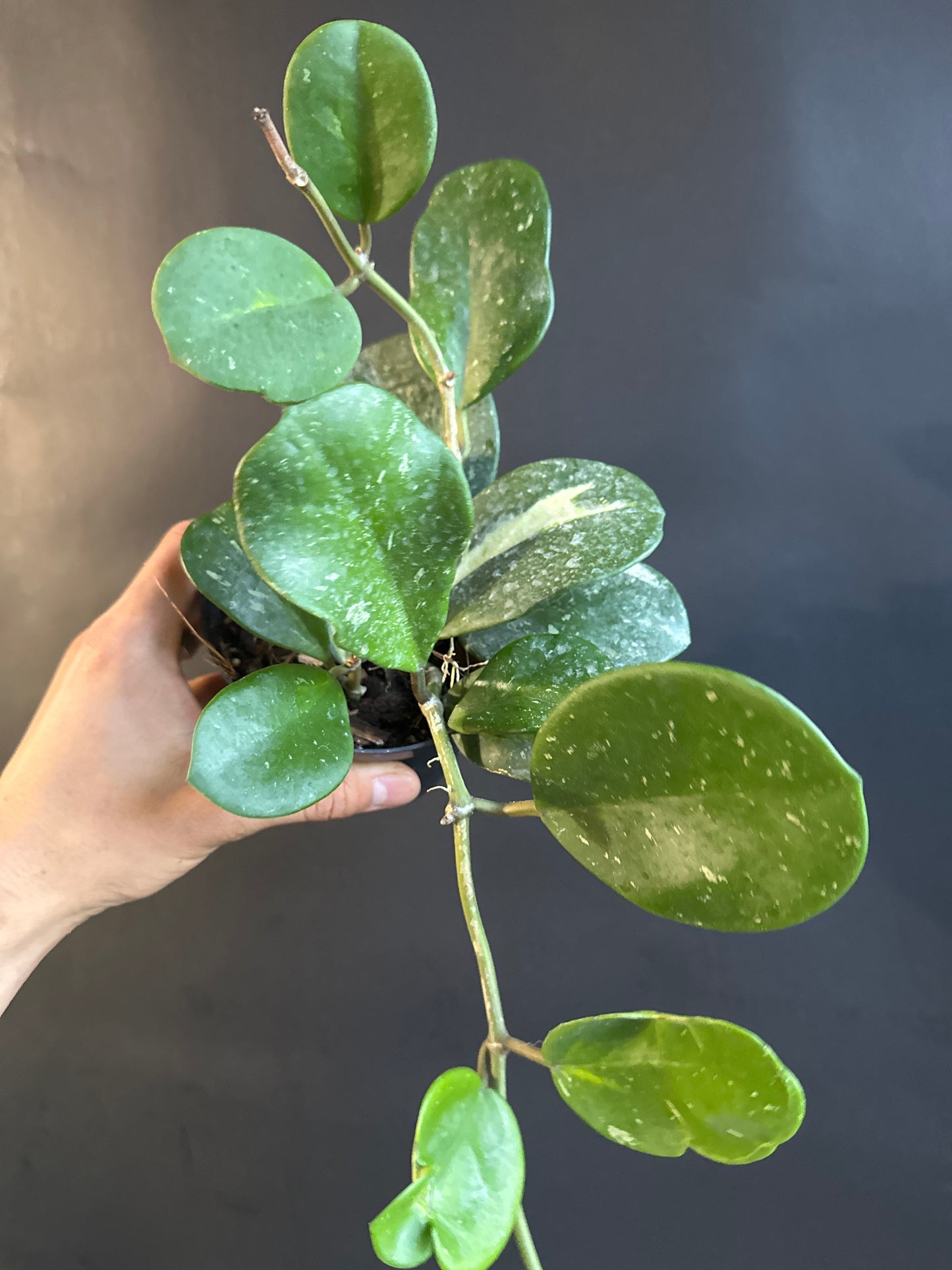 Hoya Obovata Variegated