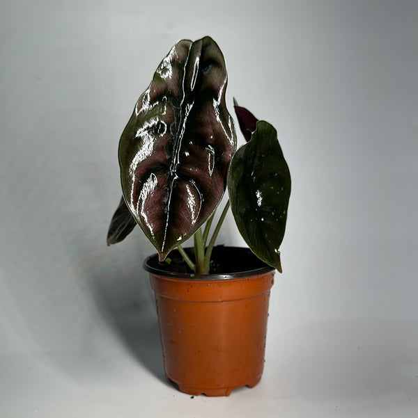 Alocasia Cuprea