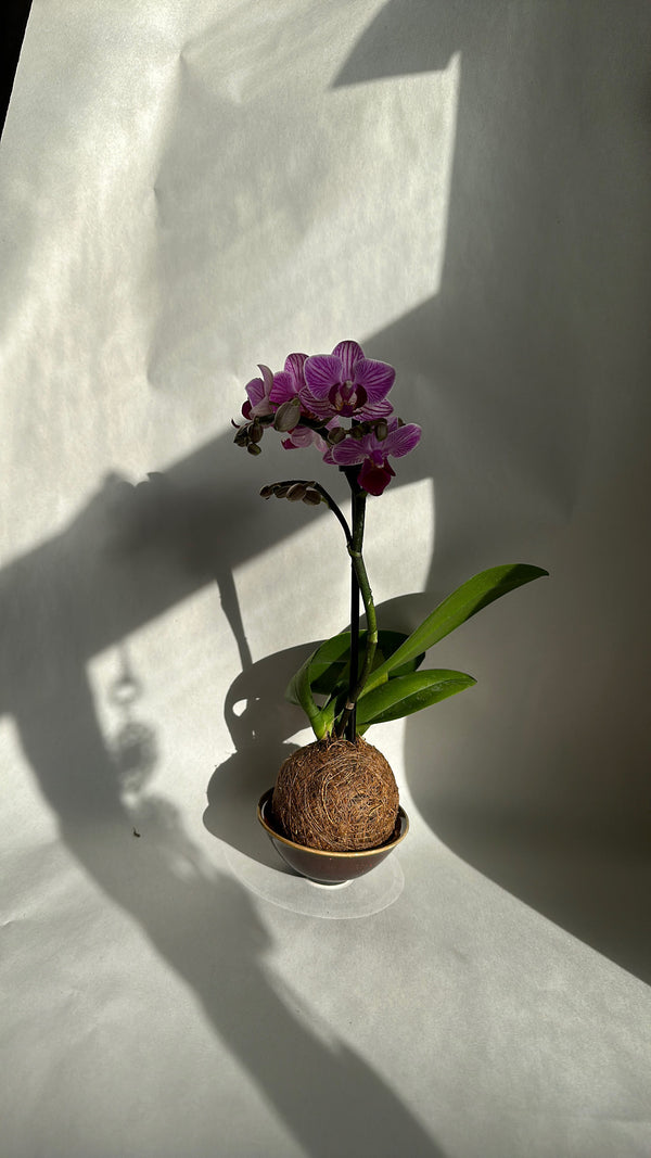 Kokedama With Mini Orchid