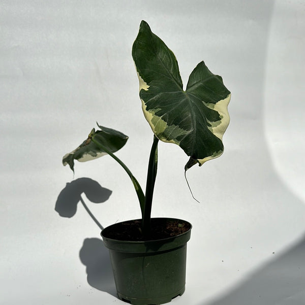 Variegated Alocasia Mickey Mouse