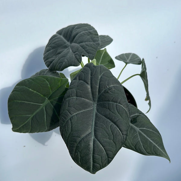 Alocasia Maharanii