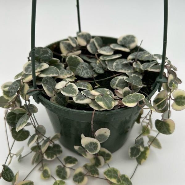 Variegated String of Hearts (Ceropegia) Hanging Basket