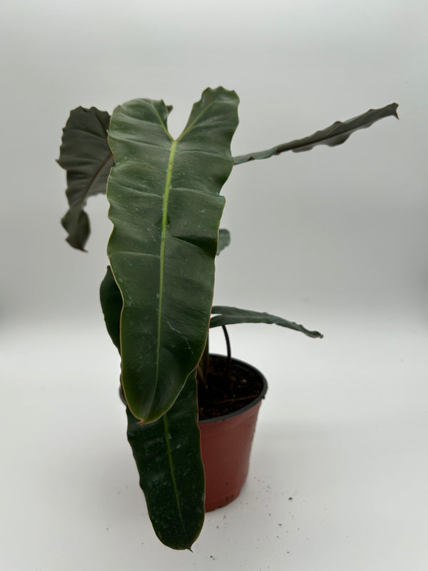 Philodendron Black billietiae Billietiae x Atabapoense 6” pot