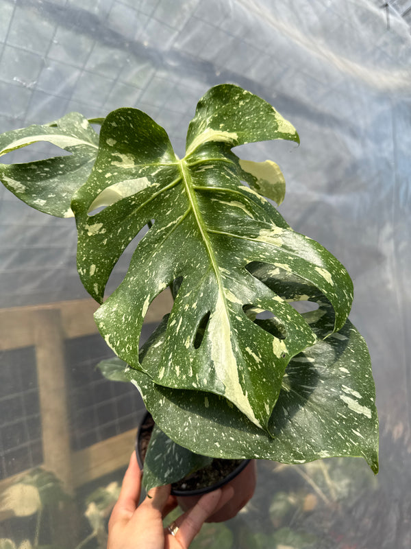 Monstera Thai Constellation