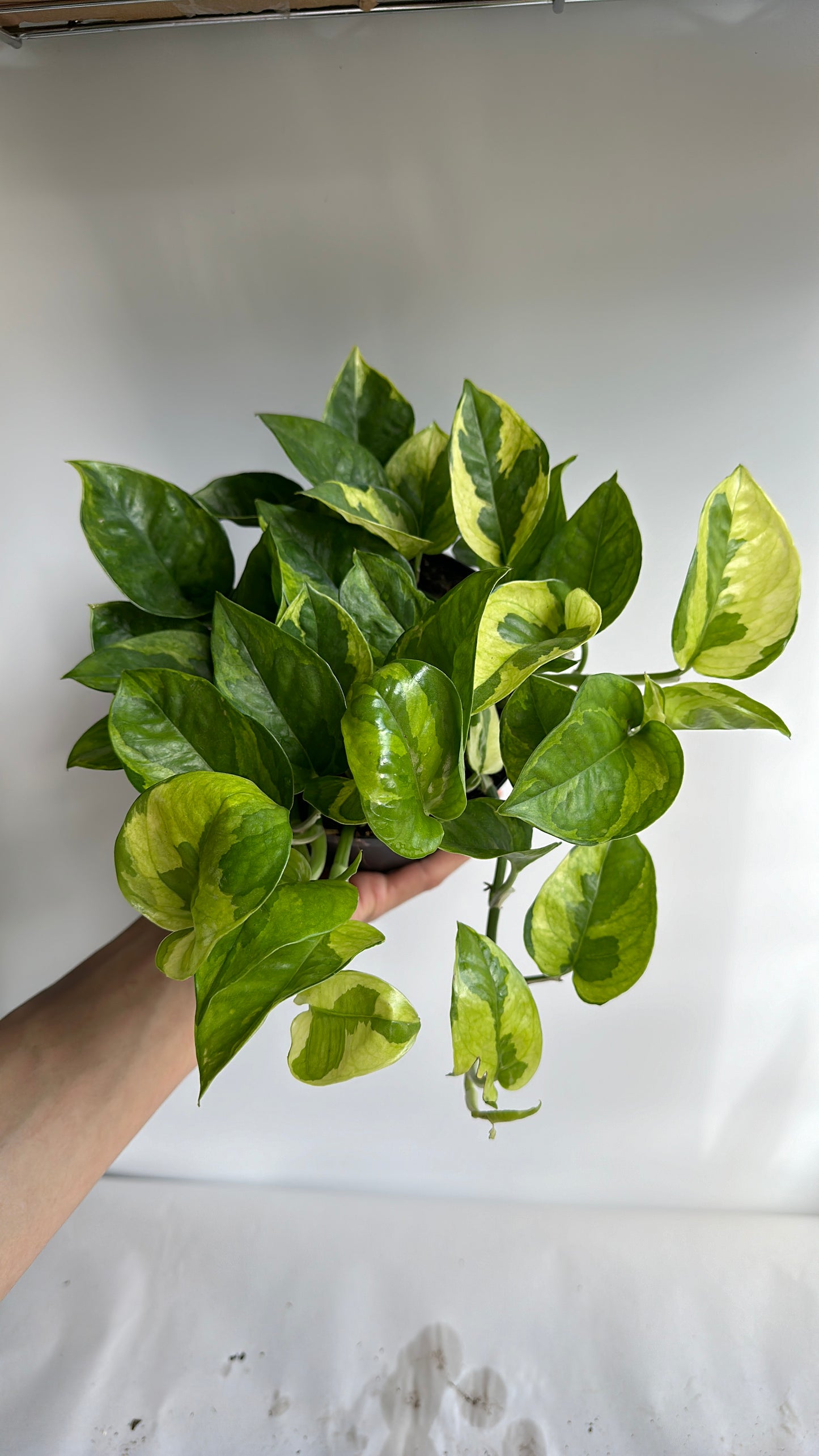 Pothos lemon meringue 6"