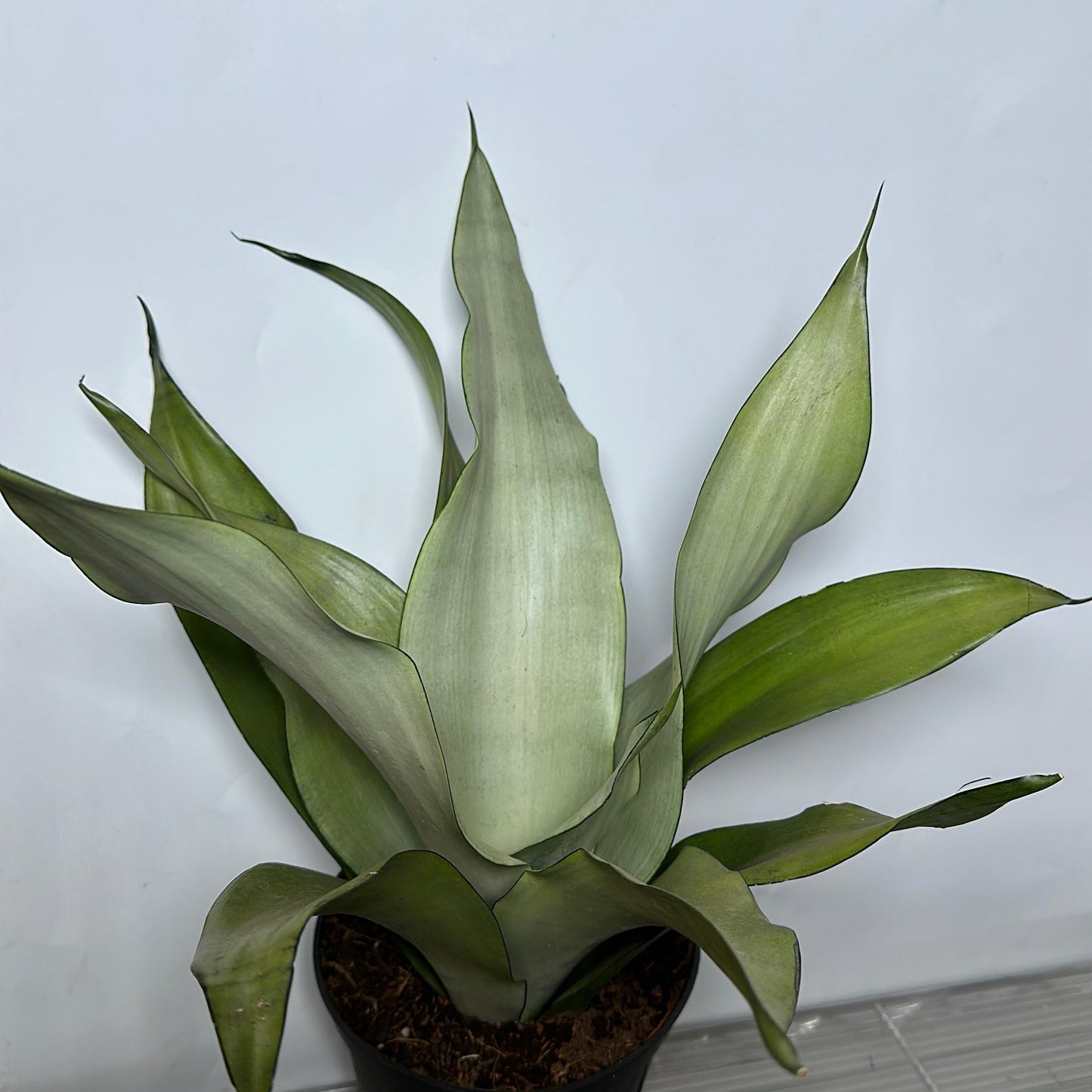 sansevieria moonshine 6" pot Silver Snake