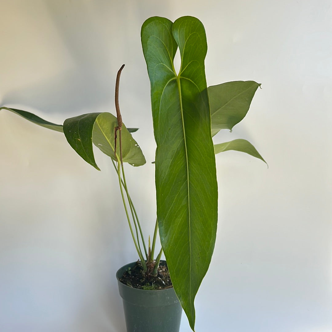 Anthurium verrapaenze 6"