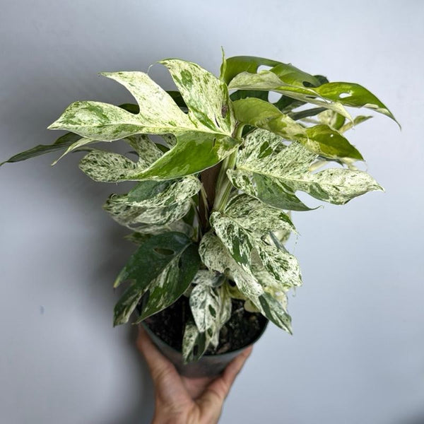 Epipremnum Pinatum Marble