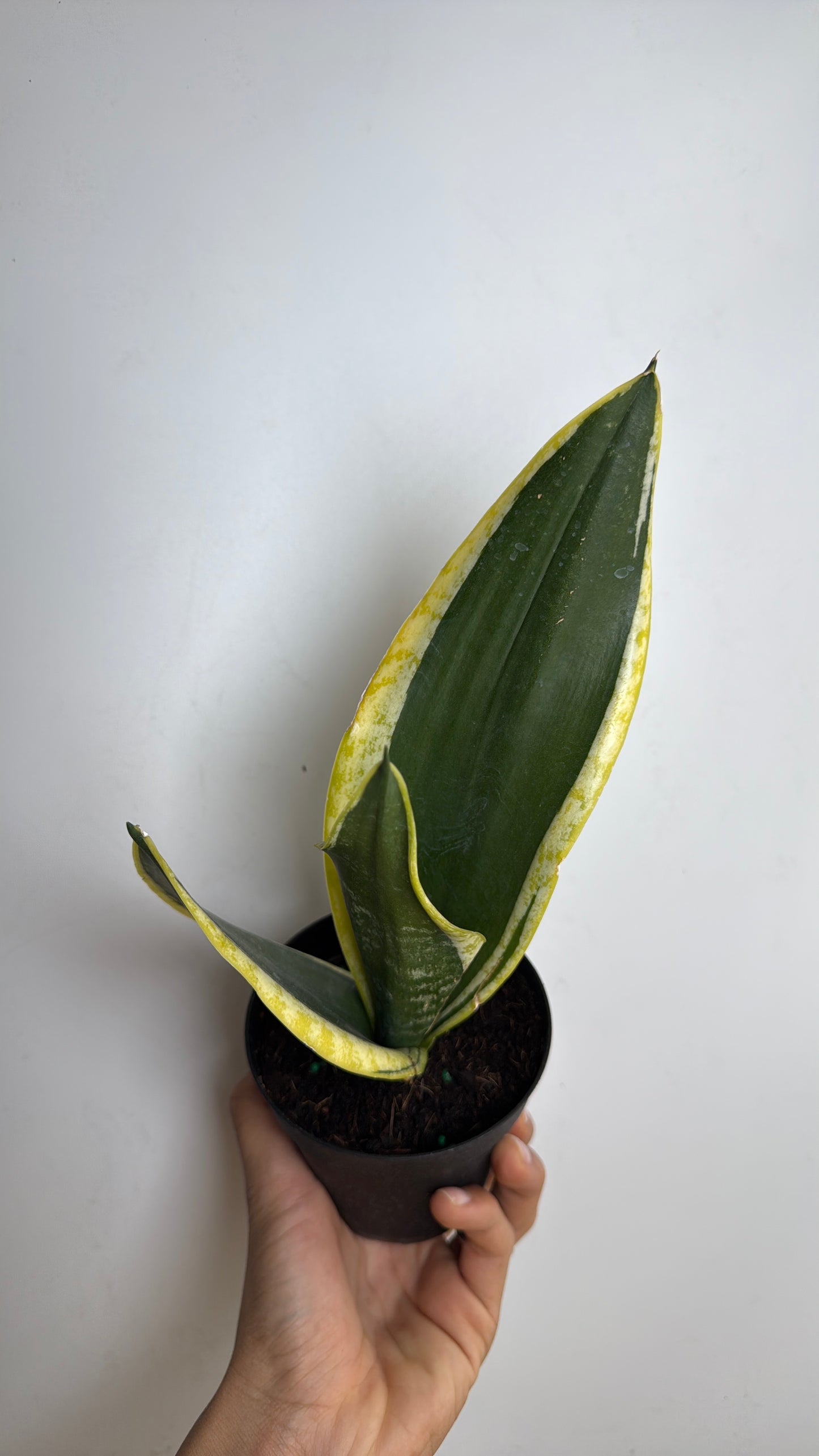 Sanseviera Black Gold 4" Pot