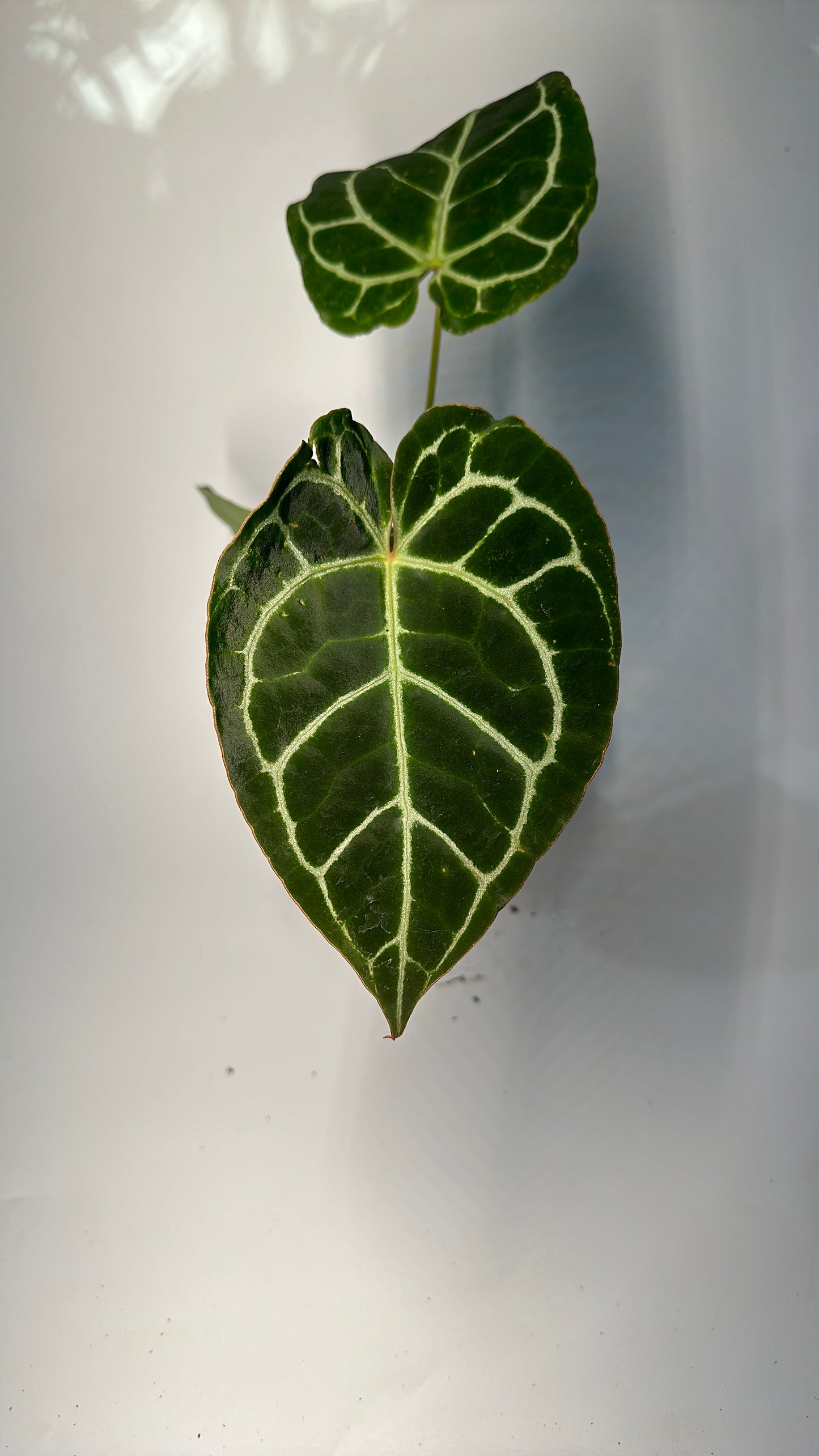 Anthurium Crystallinum 4" pot
