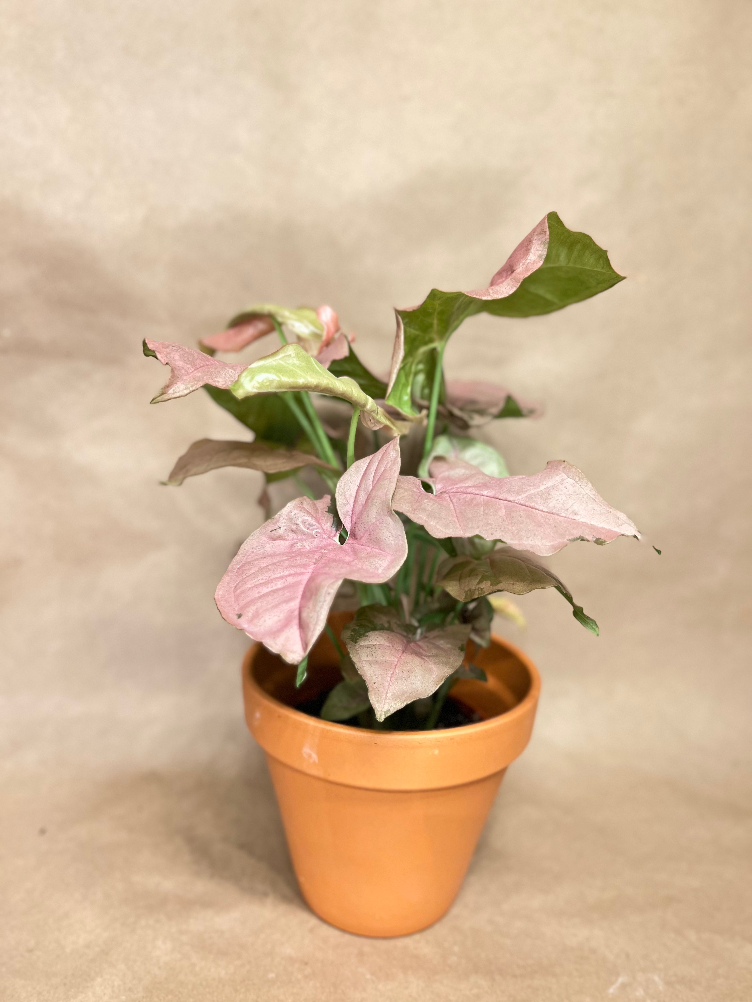 Syngonium Pink