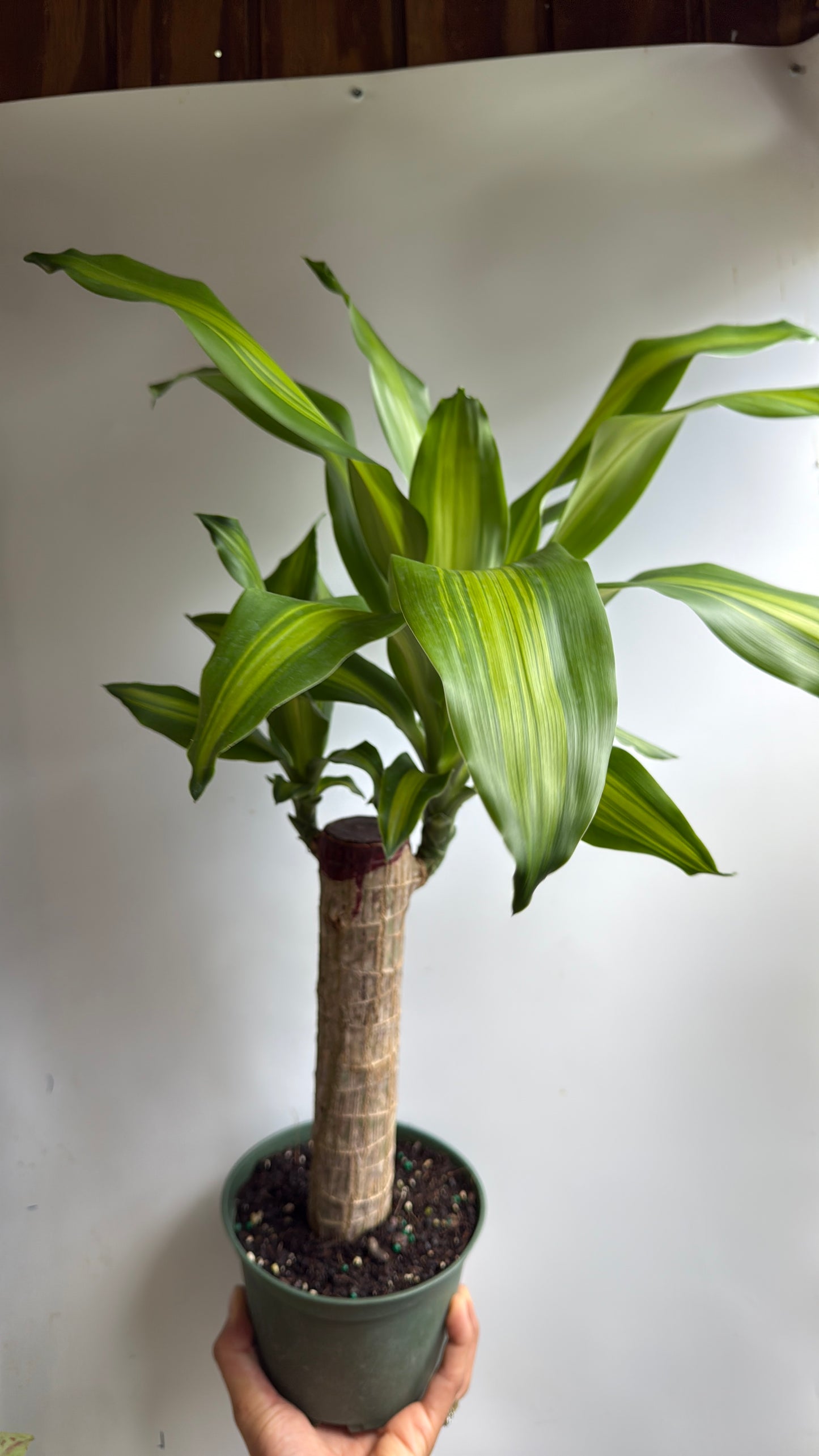 Brazilian Lucky Wood 6" pot (Dracaena Massangeana)