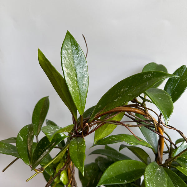 Hoya Publicalyx 'Splash' 6” pot