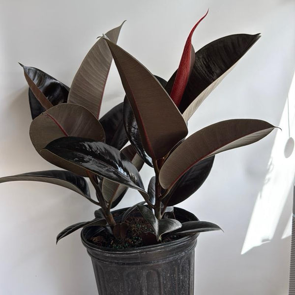 Ficus Elastica Burgundy