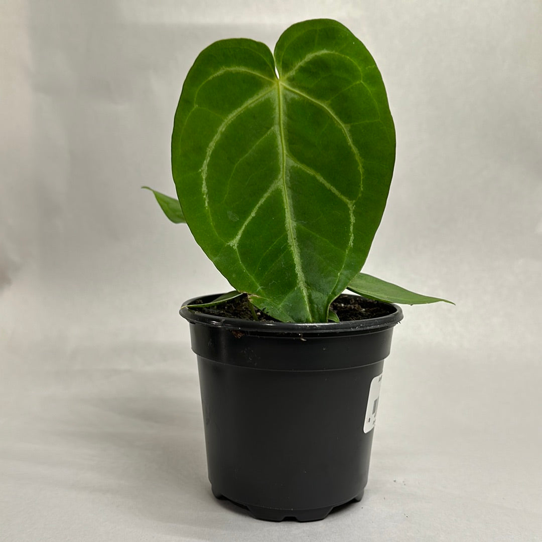 Anthurium magnificum 4"l