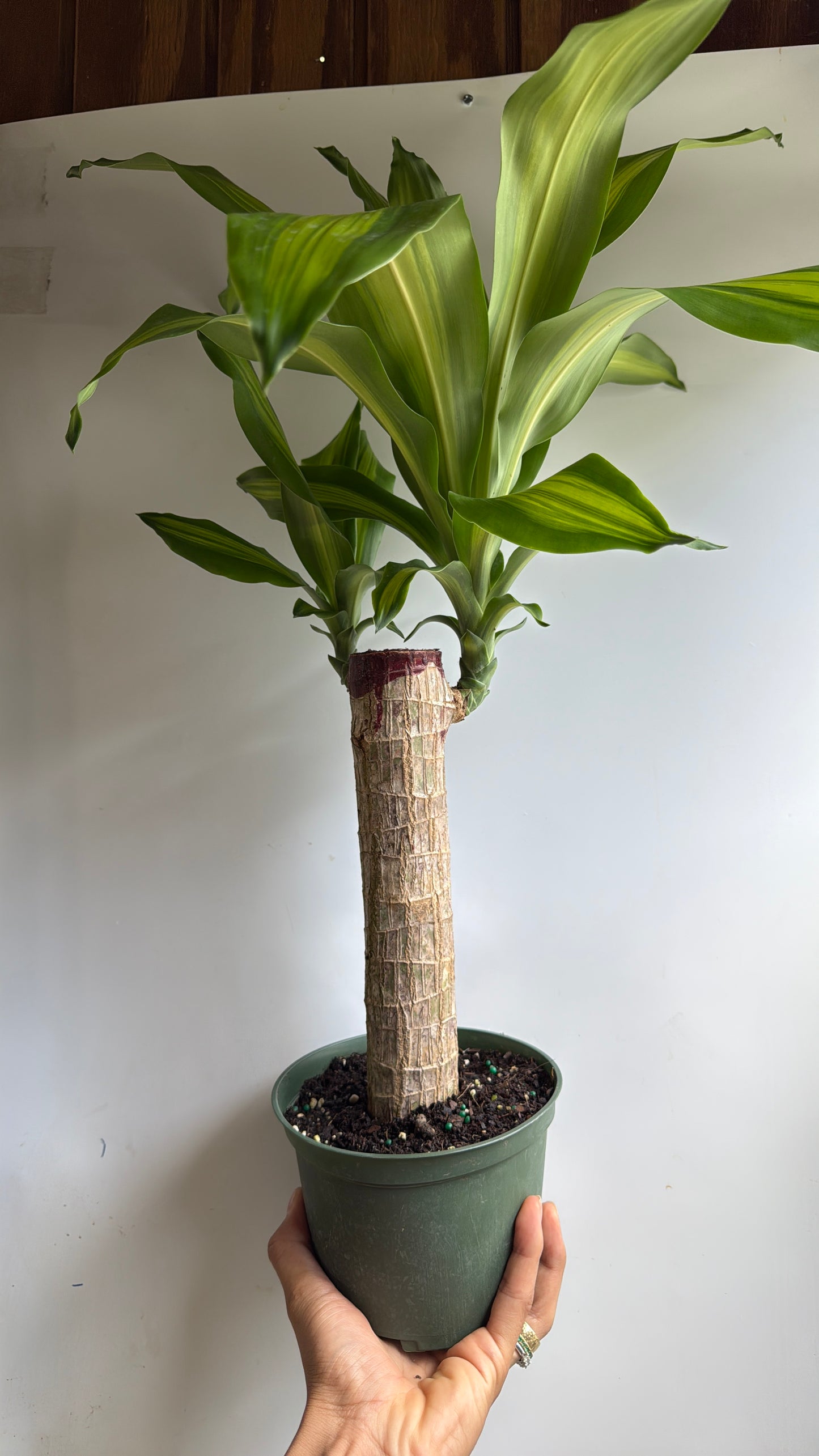 Brazilian Lucky Wood 6" pot (Dracaena Massangeana)