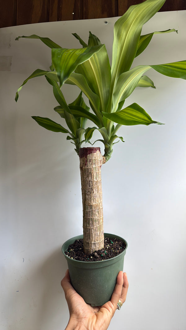 Brazilian Lucky Wood (Dracaena Massangeana)