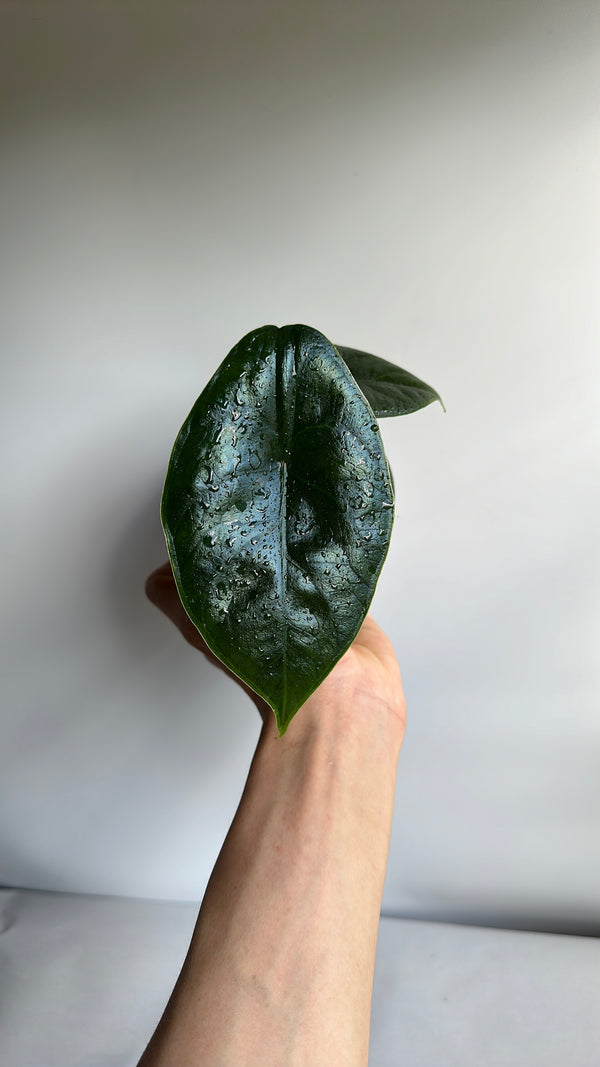 Alocasia Green Unicorn