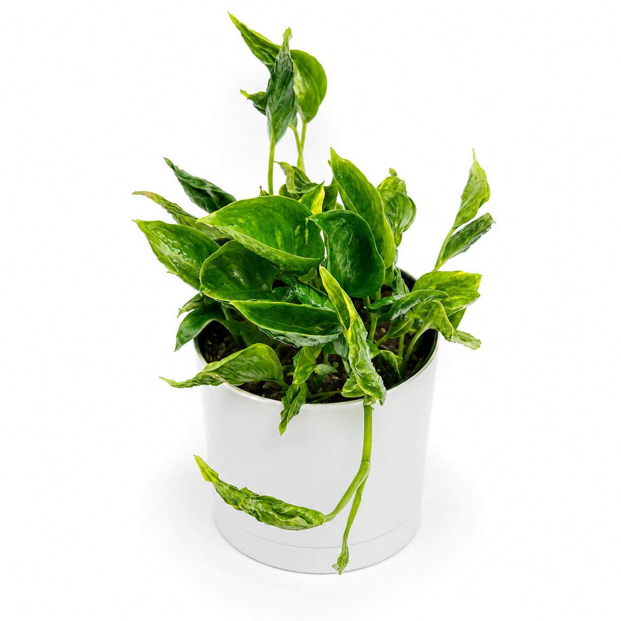 shangri la pothos care Runo Plants | Easy Care & Beginner Plants