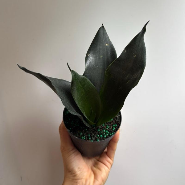 Sanseviera Zeylanica 'Black Dragon'