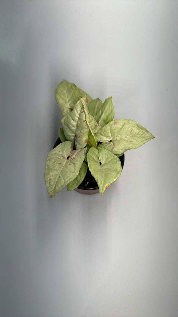 Syngonium Milk Confetti