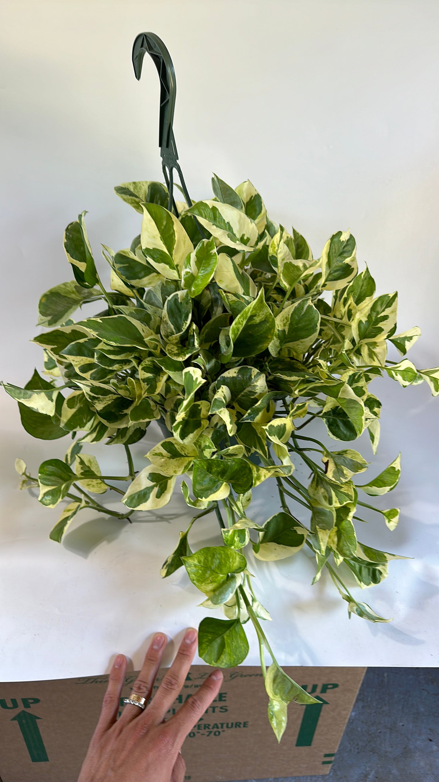 Pothos pearls & Jade HB