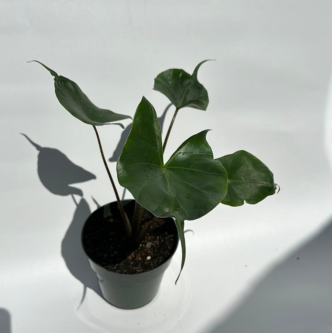 Alocasia stingray 6"