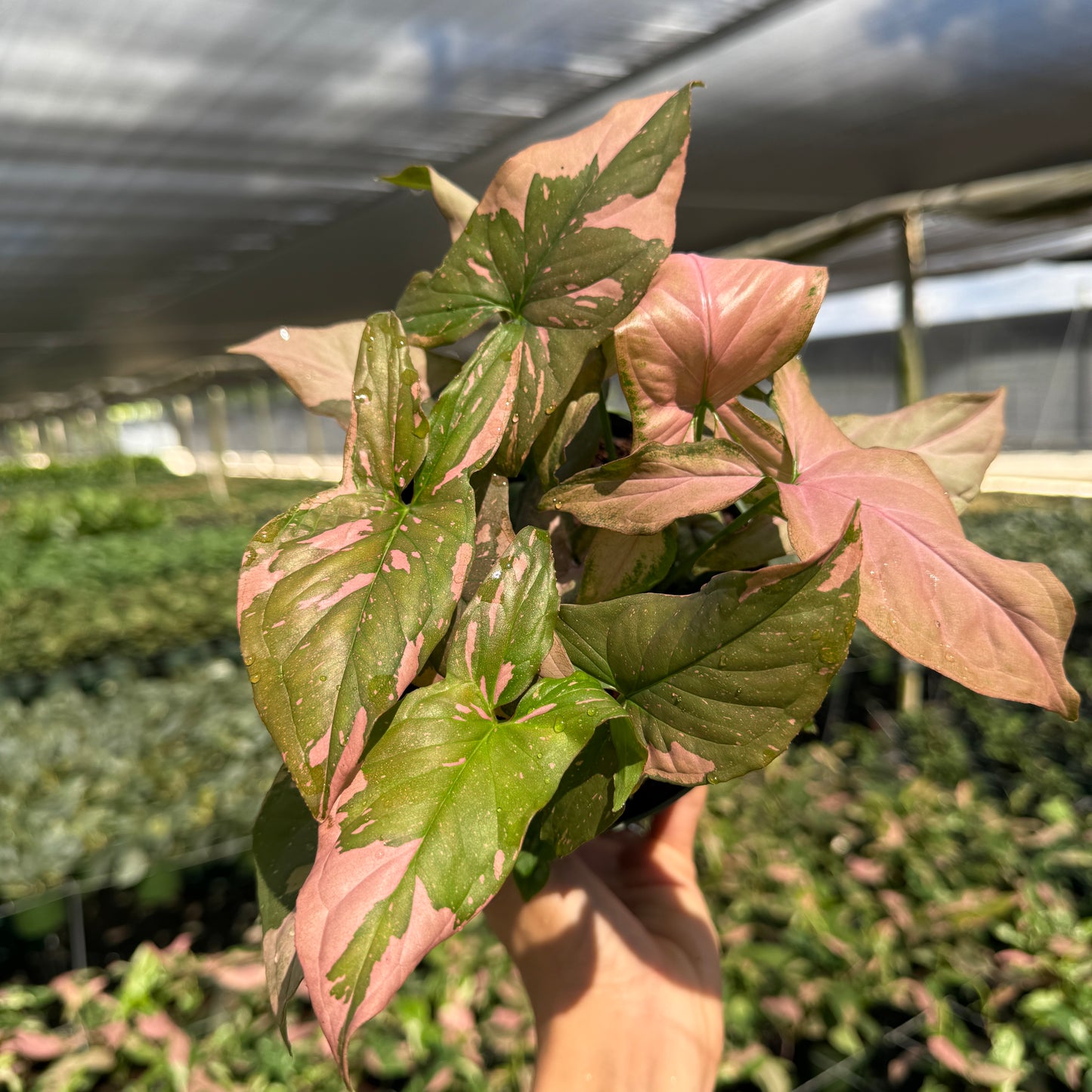 Rare Pink splash tricolor 6" pot - Rare Collector's Houseplant