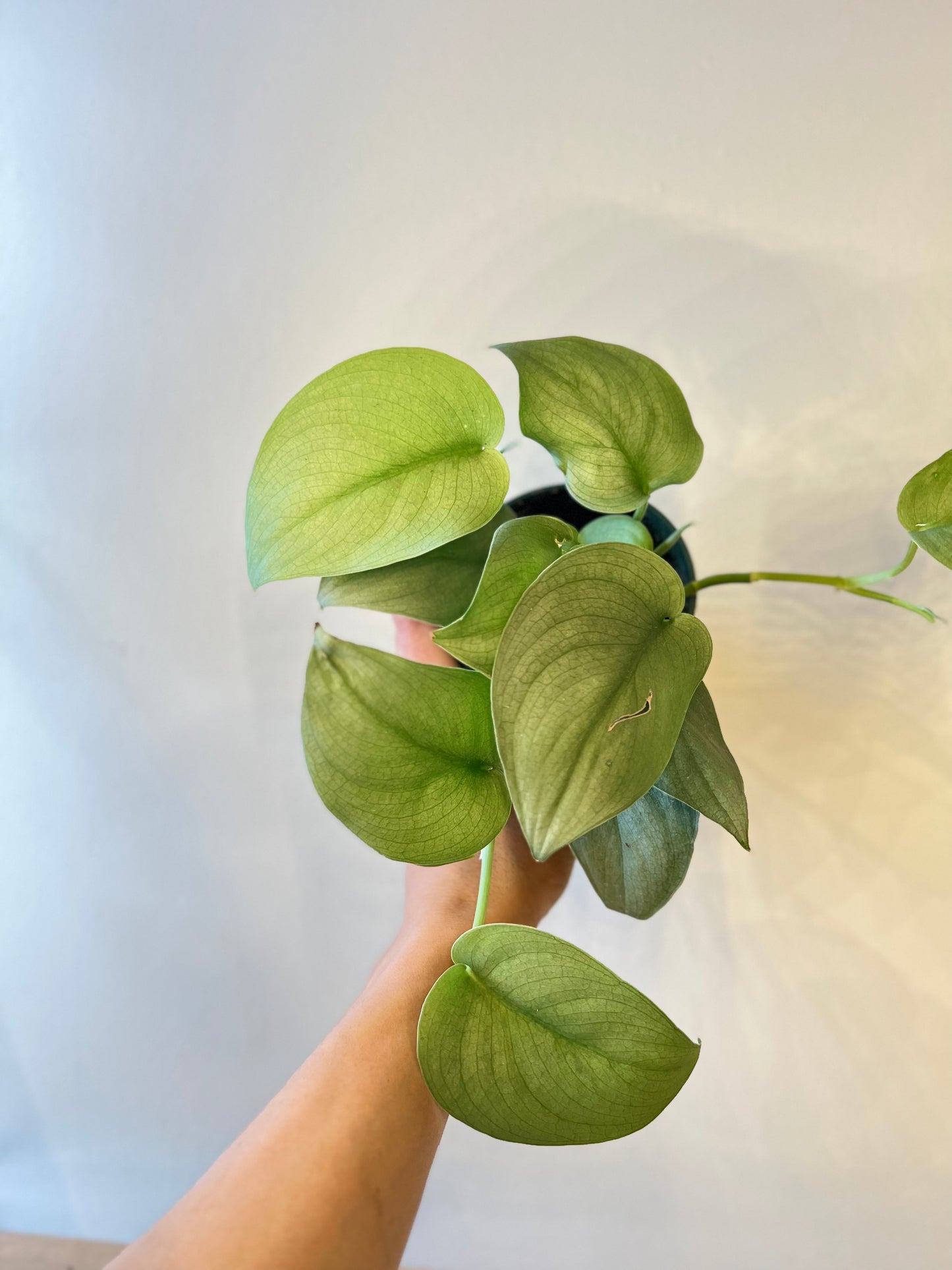 Scindapsus silver hero
