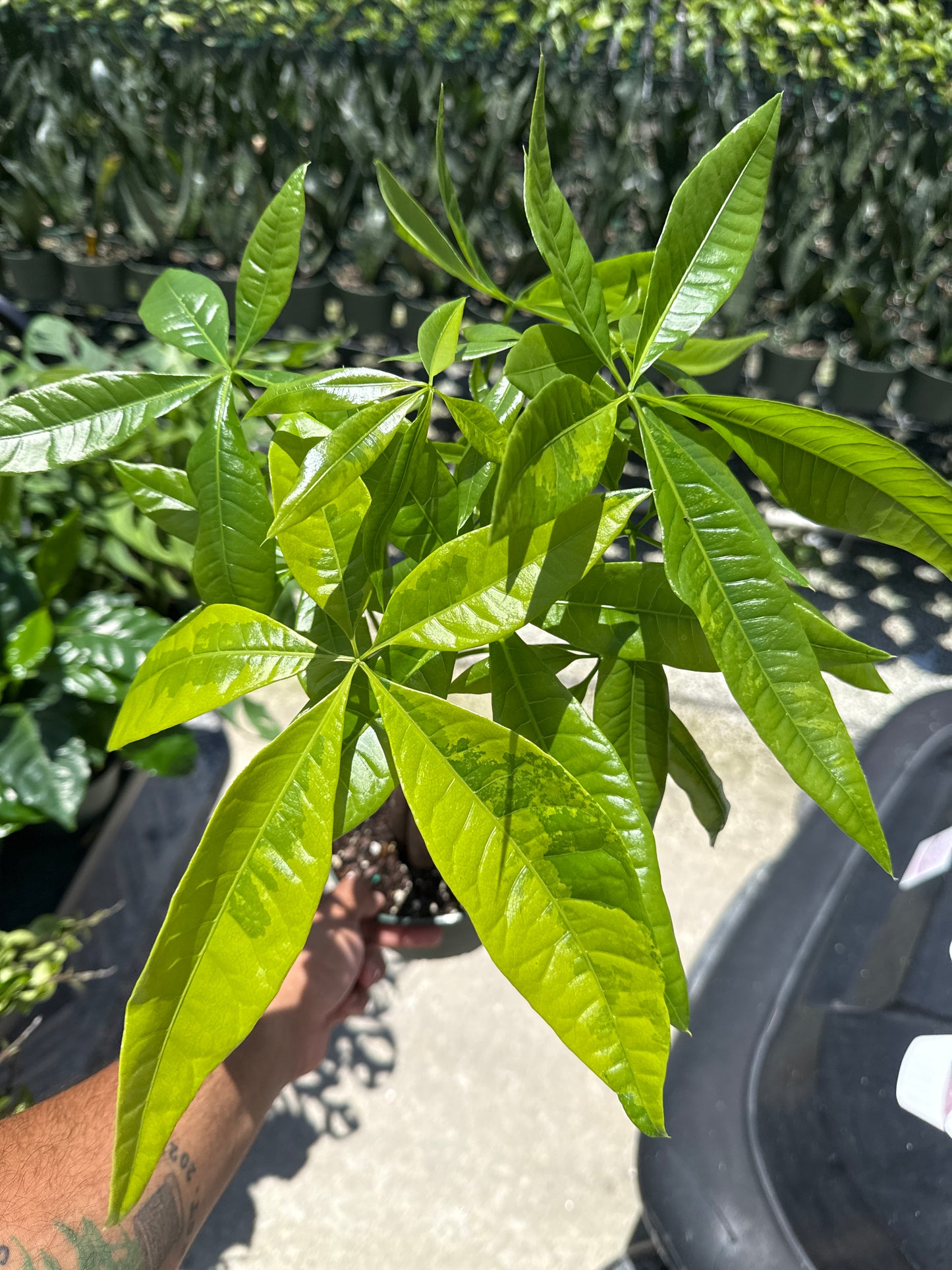6” money tree aurea