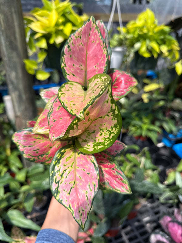 Aglaonema lady valentine 5" pot