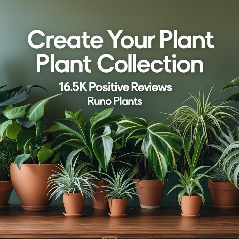 Pet Friendly Mystery Bundle Box - 3 Non-Toxic Plants in 4" Pots