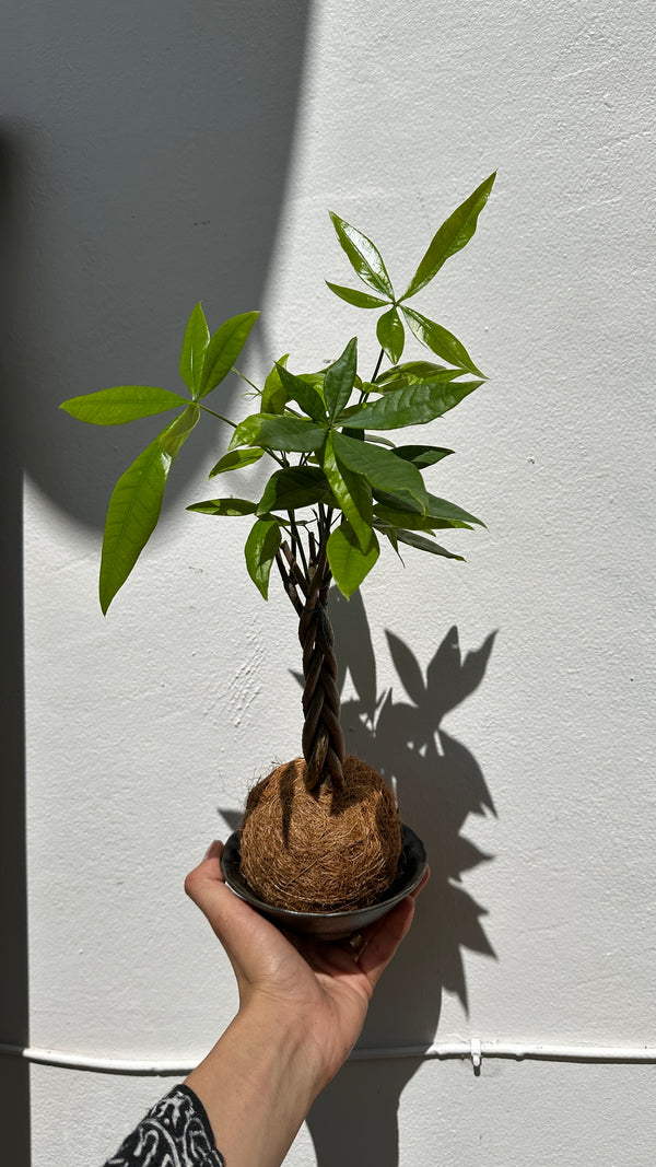 Kokedama Money Tree