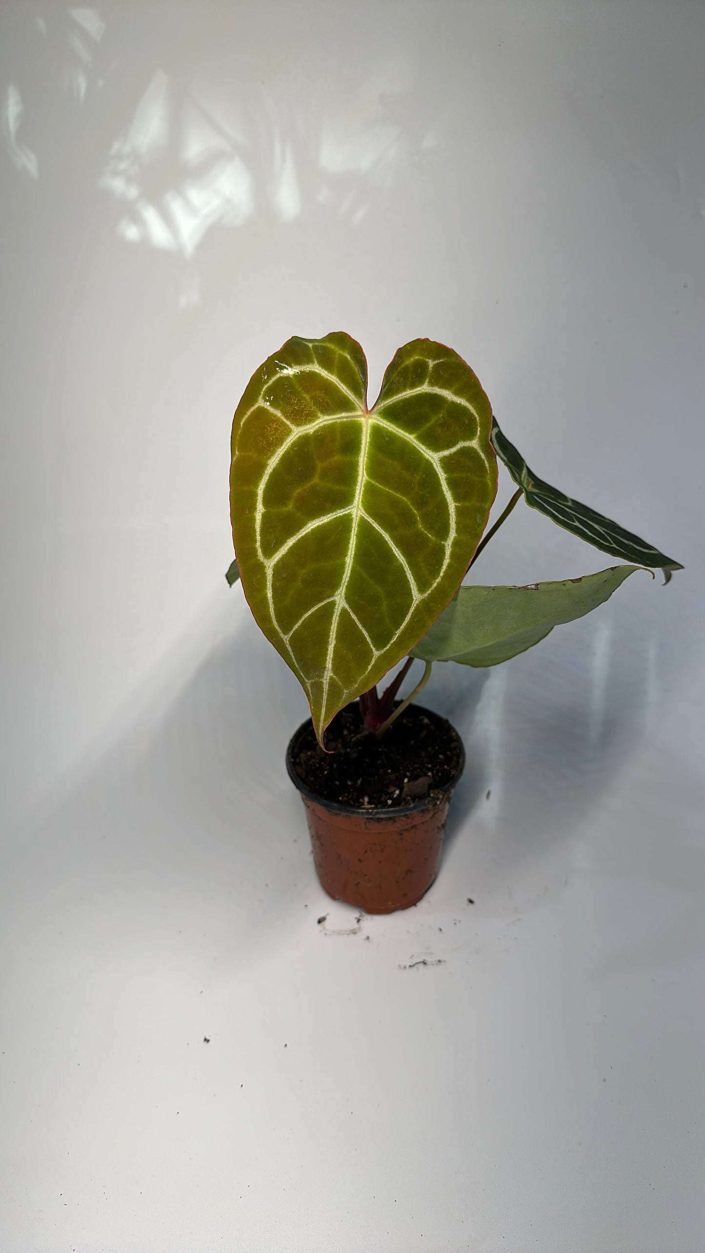 Anthurium Crystallinum 4" pot