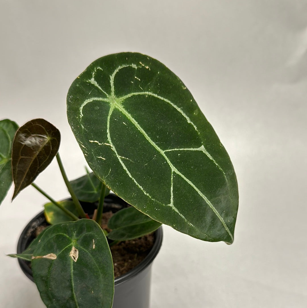 Anthurium forgetii 4"l