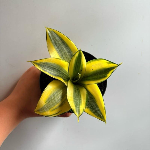 Sanseviera Hahnii 'Sunny Star'