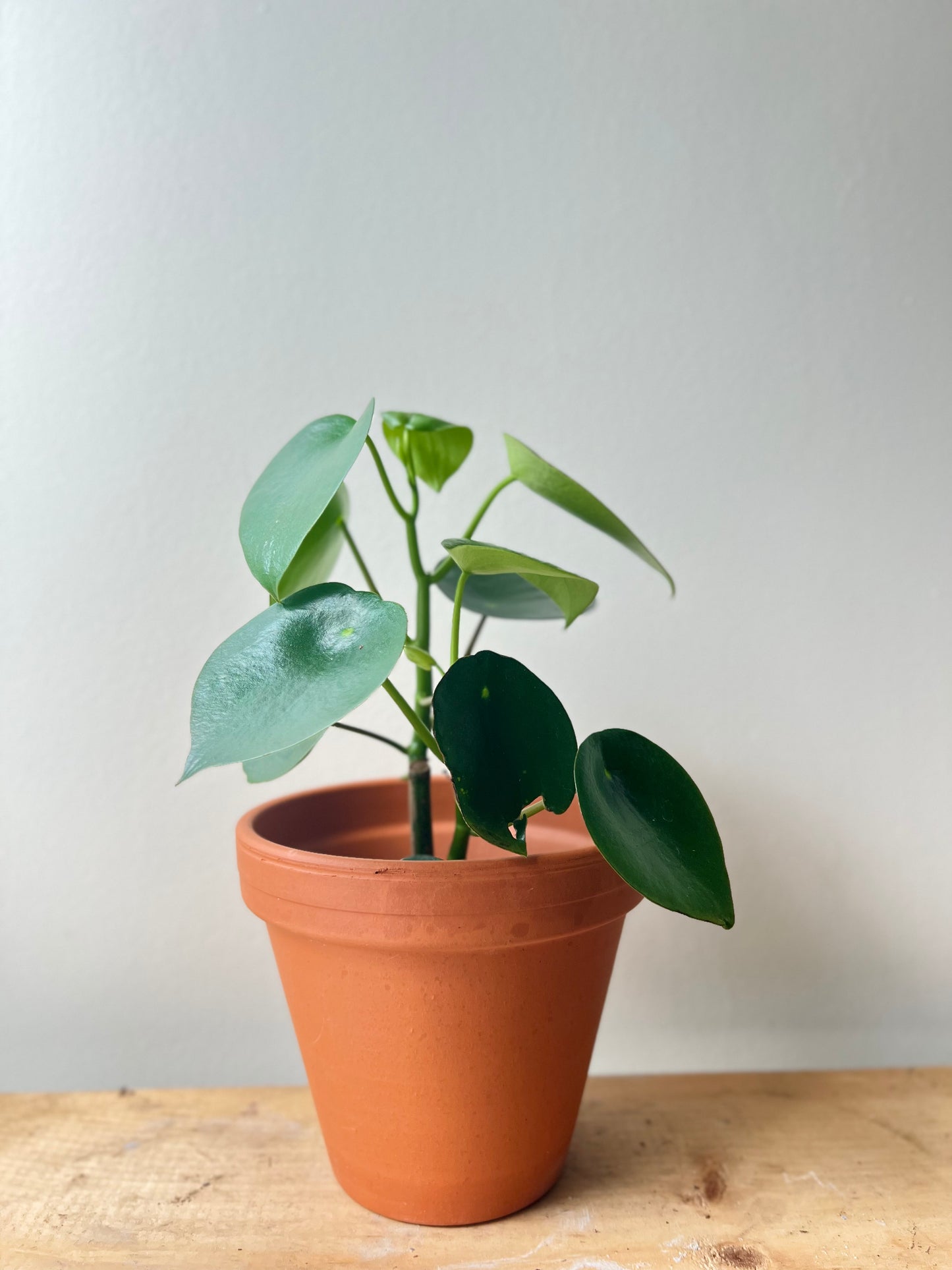 Peperomia Raindrop