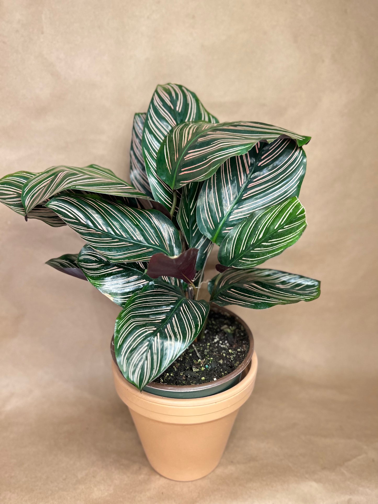 Calathea Pink stripe 6" pot