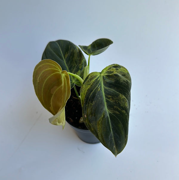 Variegated Philodendron Melanochrysum 4” pot