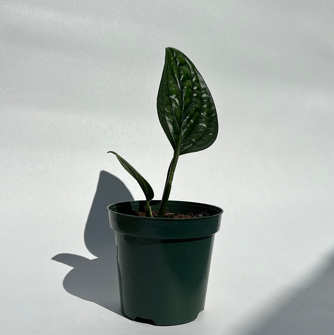 Monstera Peru 4" pot