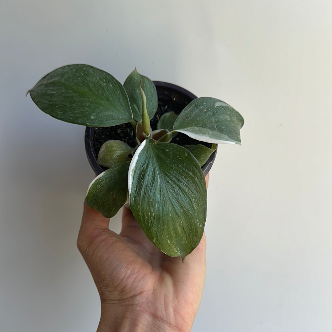 Philodendron white knight 4"