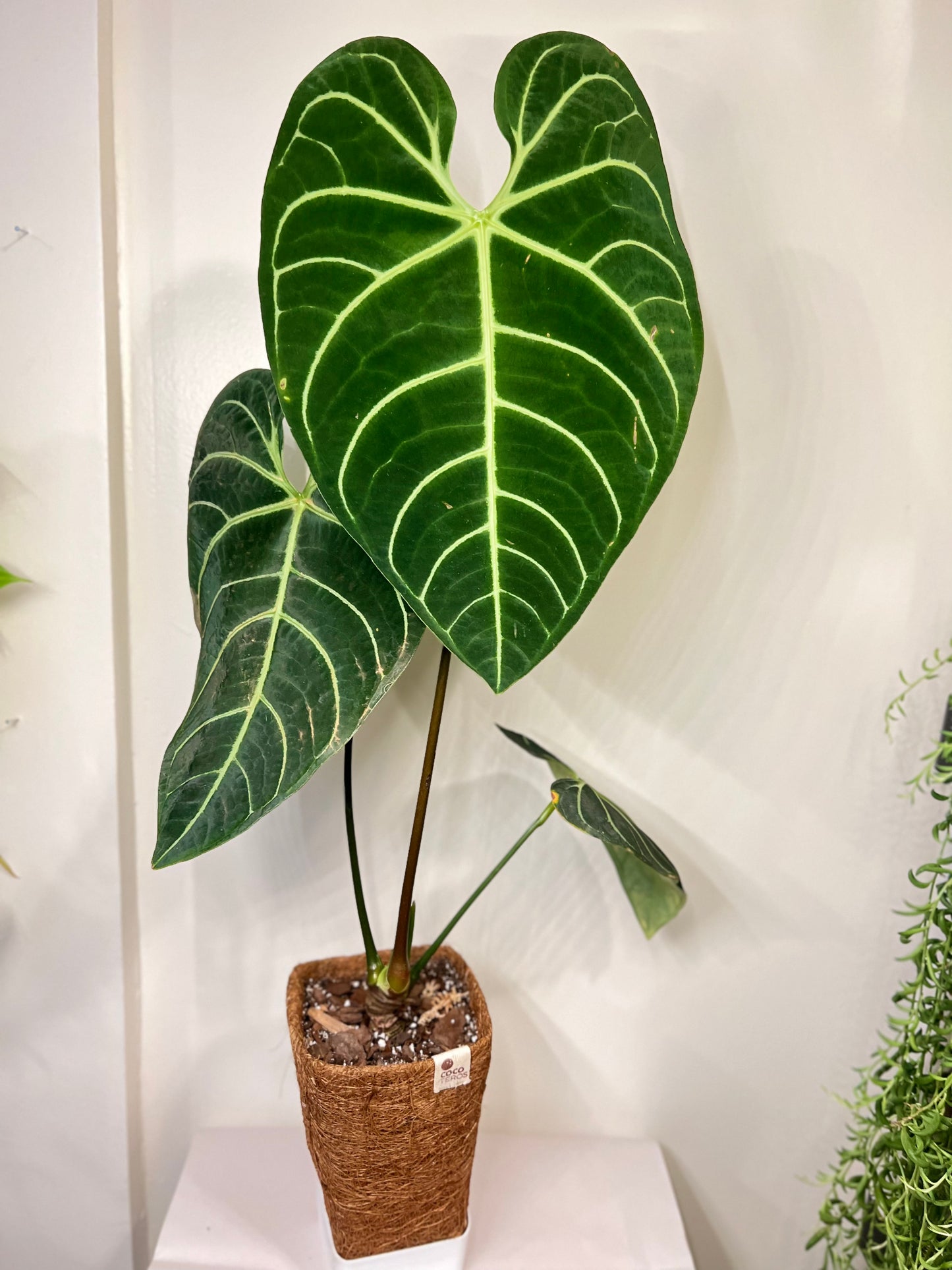 Anthurium regale