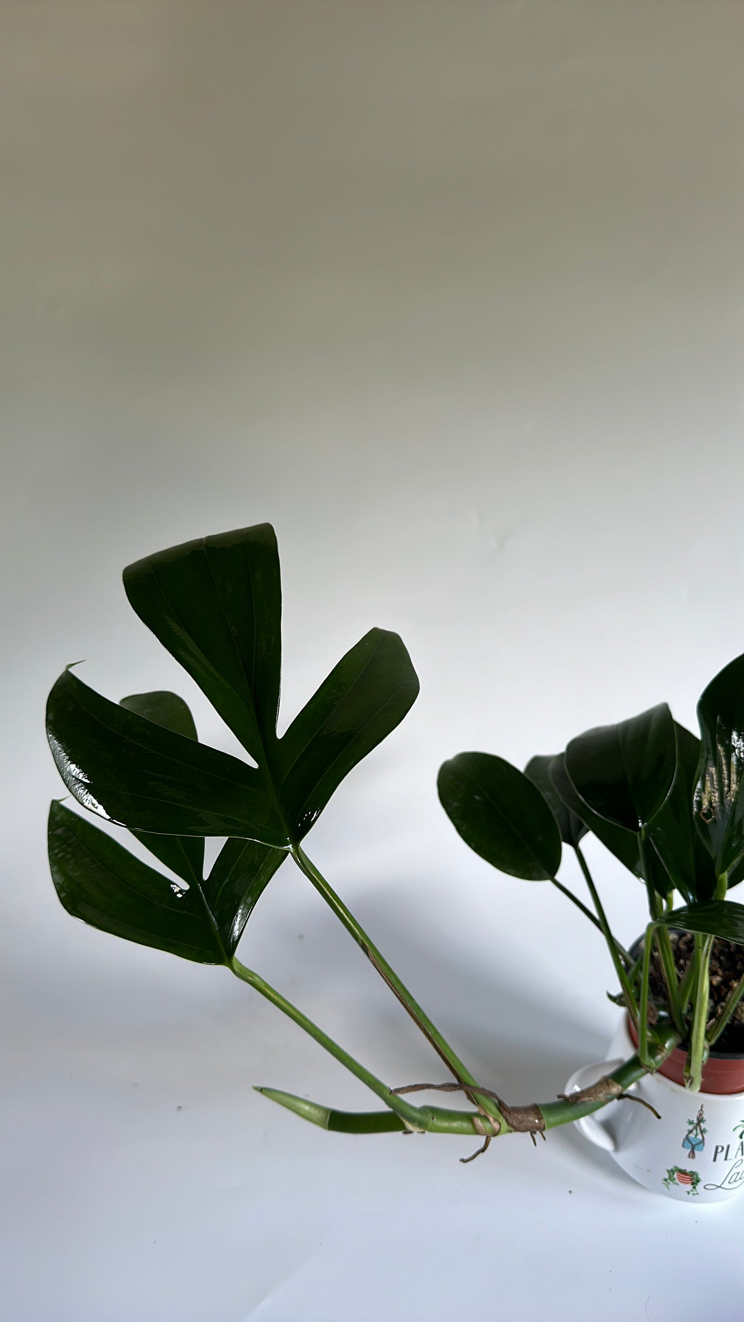 Dragon tail 4" | RHAPHIDORA DECURSIVA