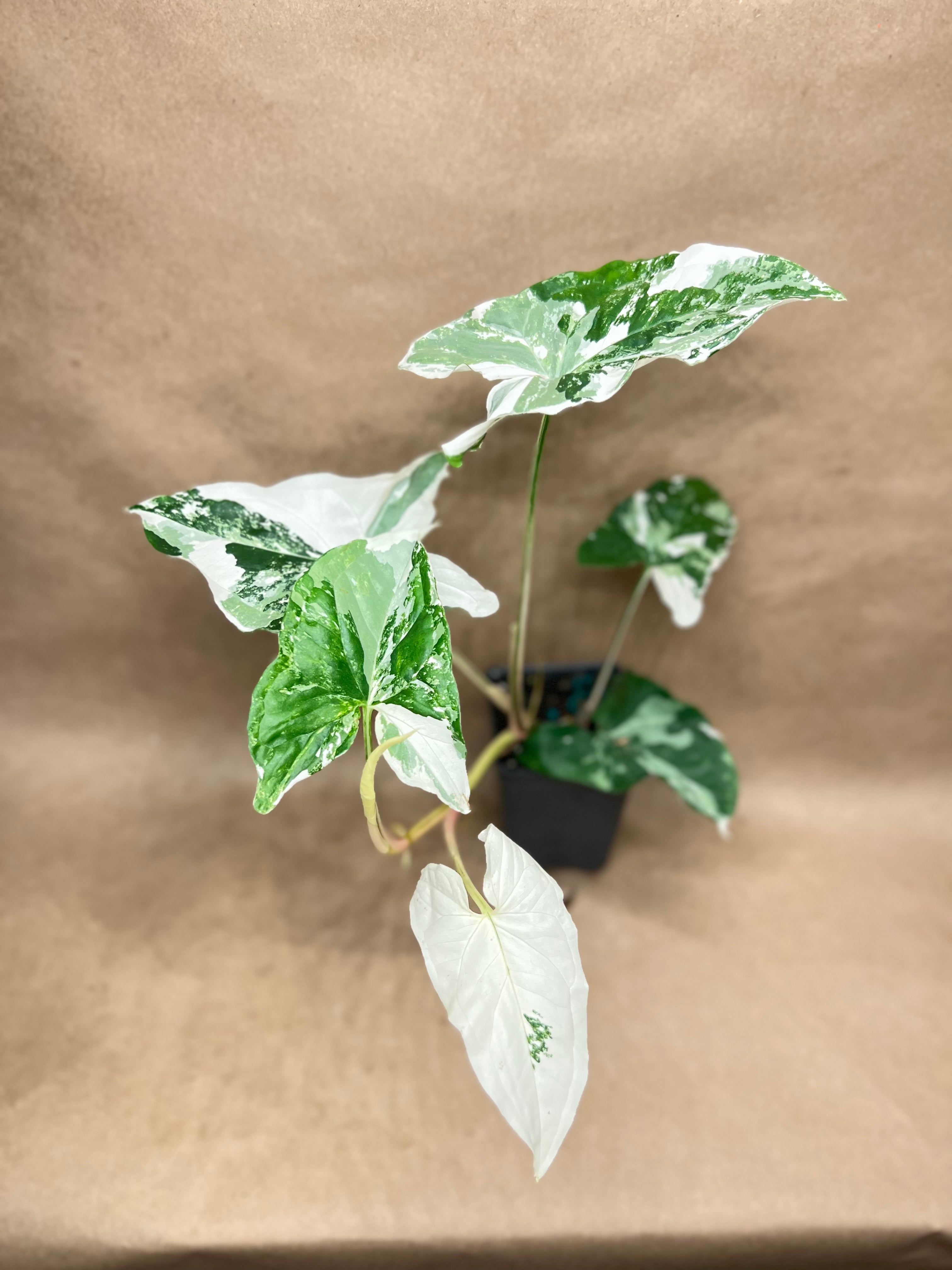 syngonium-albo-4-runoplants