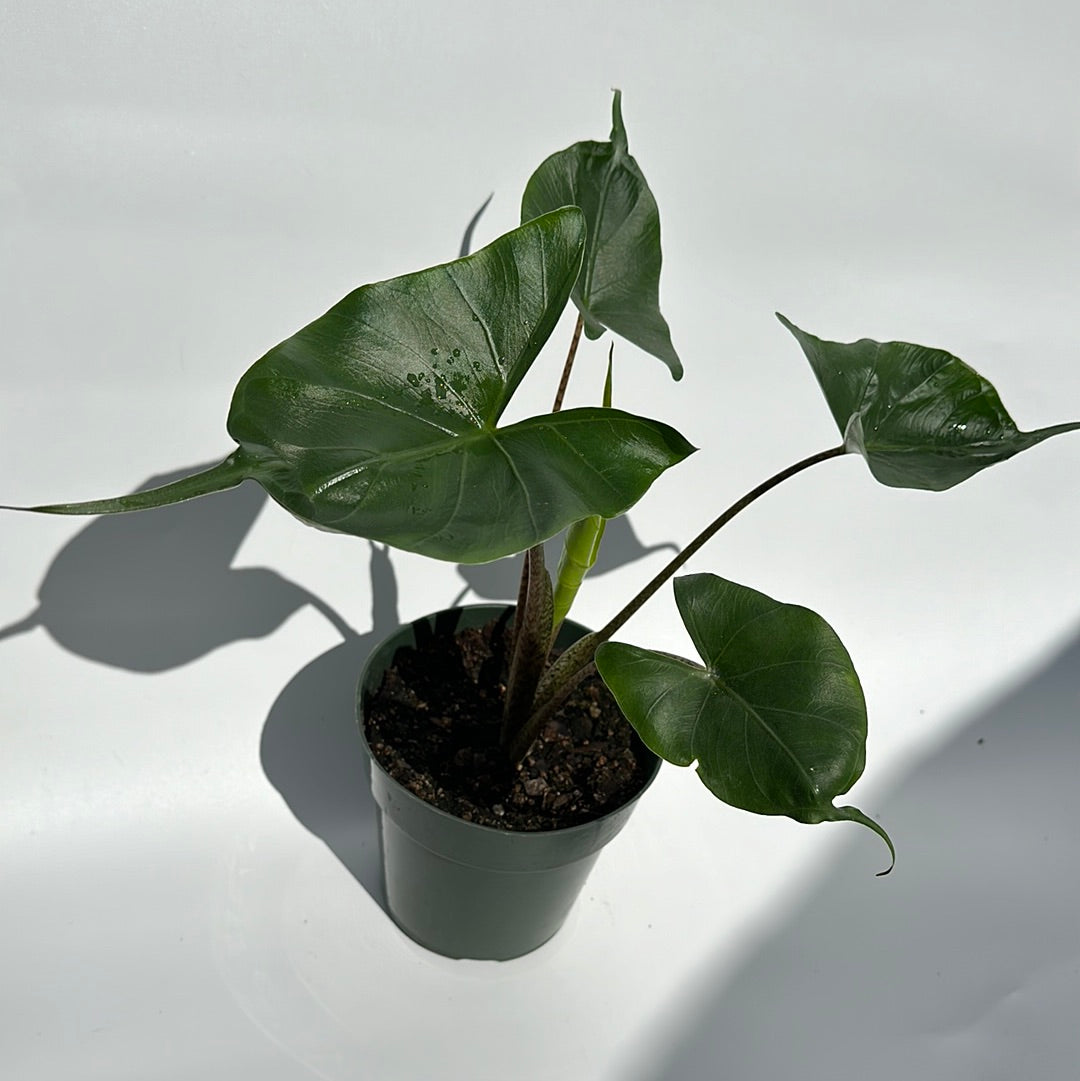 Alocasia stingray 6"