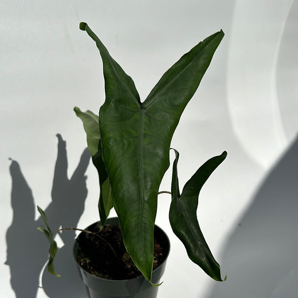 Alocasia Tigrina Superba