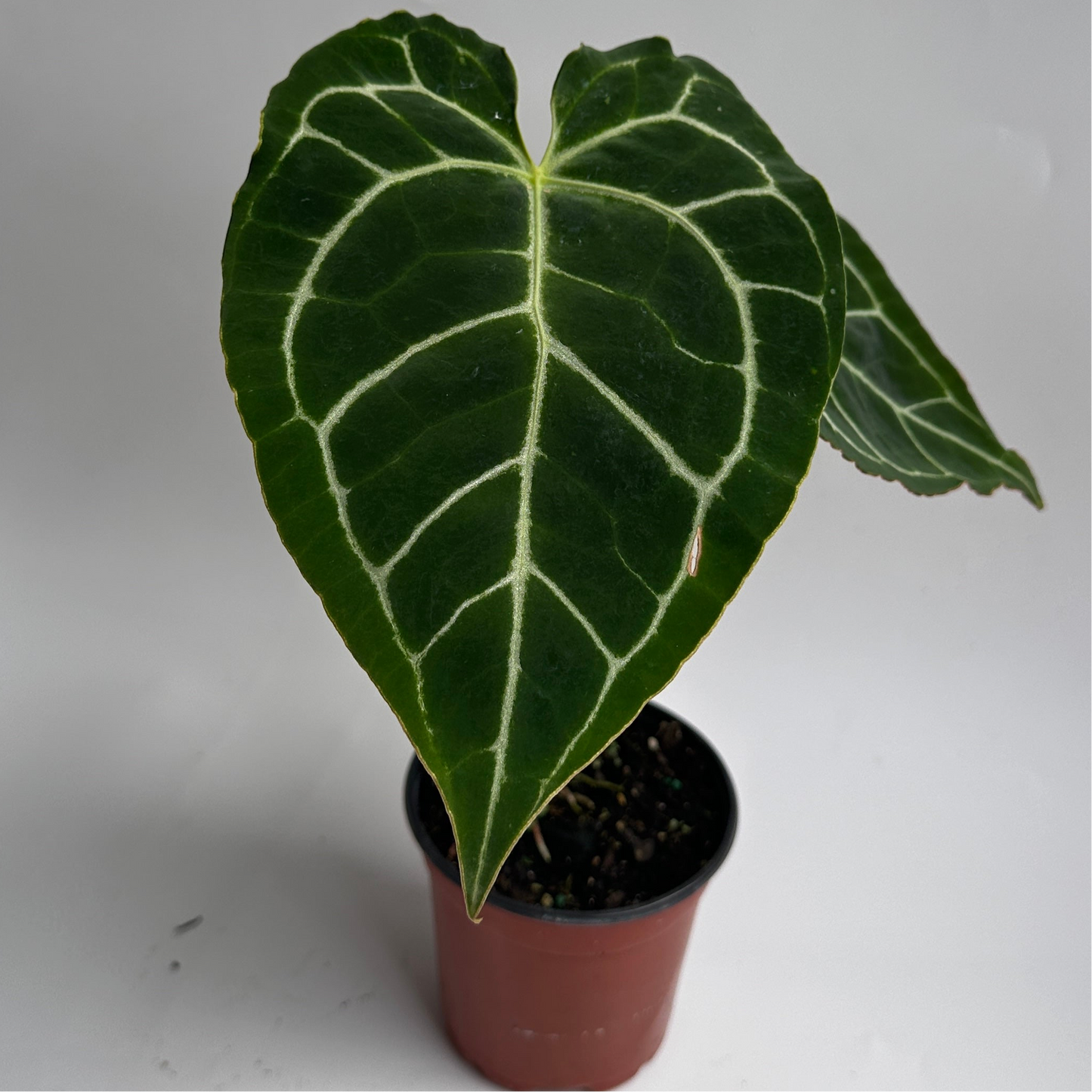 Anthurium Crystallinum 4" pot