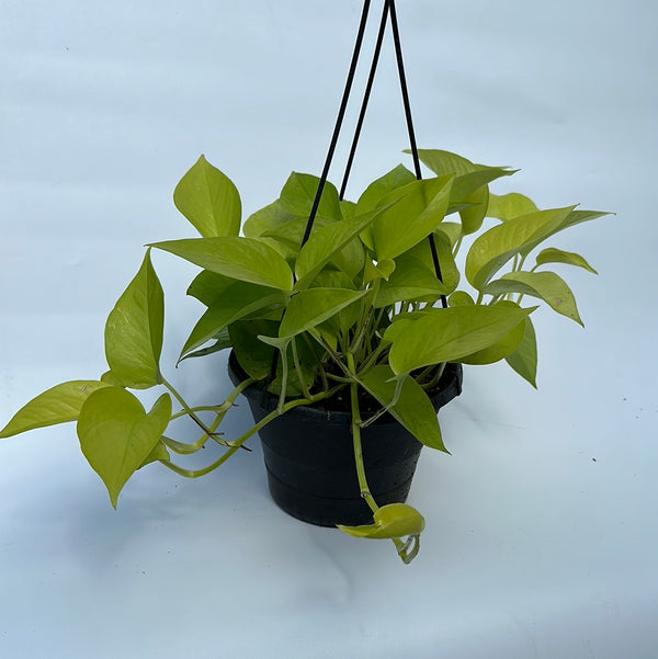 Pothos Neon