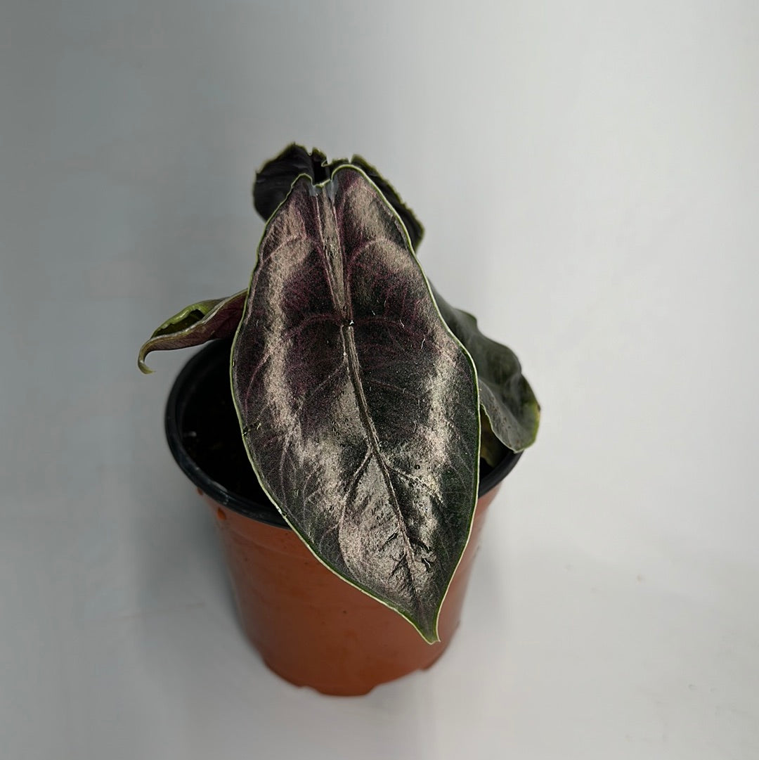 Alocasia azlanii 4" pot